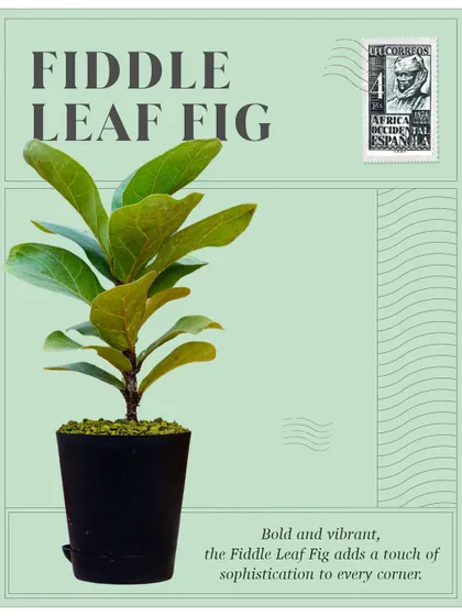 From the rainforests of West Africa, the Fiddle Leaf Fig adds bold, vibrant sophistication. Its large, violin-shaped leaves make it a favorite among interior designers.