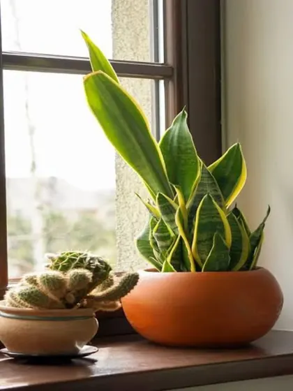 A Snake Plant and a small cactus make a perfect pair for a sunny windowsill. Both are drought-tolerant and require minimal care, making them ideal for busy plant owners.