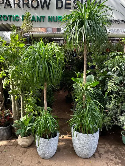 A pair of Draceana Draco plants ready for a client. Potted in beautiful, floral-patterned ceramic planters, they show how I can provide matching sets for a symmetrical design.