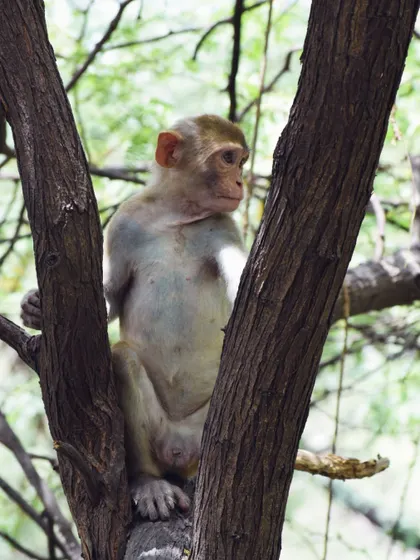 A monkey strikes a pose in a tree, which I jokingly call its "profile picture."