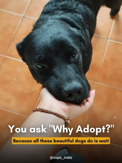 Why adopt? Because beautiful, loving dogs like this black Labrador mix spend their days waiting for someone to notice them. A gentle touch and a kind word are all they ask for in return for a lifetime of loyalty.