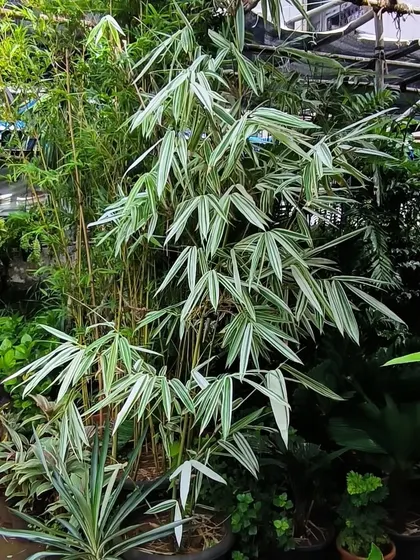 A beautiful variegated bamboo that has now been sold. Its white-striped leaves and graceful form made it a very special plant.