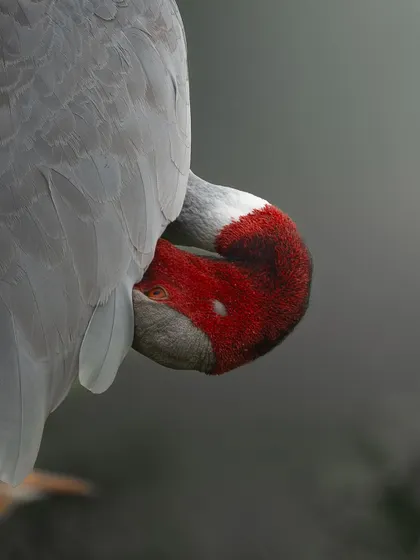 Another intimate moment of a Sarus Crane preening. The soft, foggy background helps the subject stand out, creating a peaceful and serene mood.