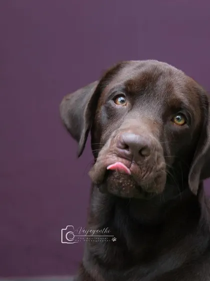 A chocolate lab with a little "blep." The rich purple background complements his dark coat beautifully.