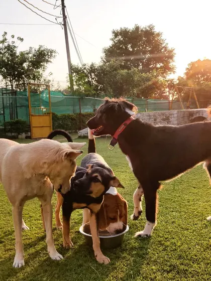 Sharing is caring, especially when it's the water bowl. We encourage friendly and positive social behaviors.