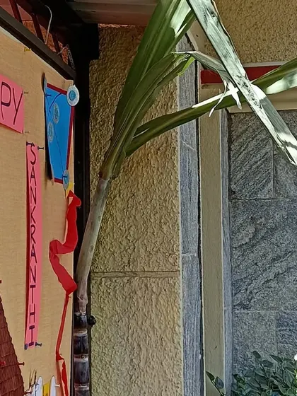 A real sugarcane stalk adds an authentic touch to our Sankranti decorations.