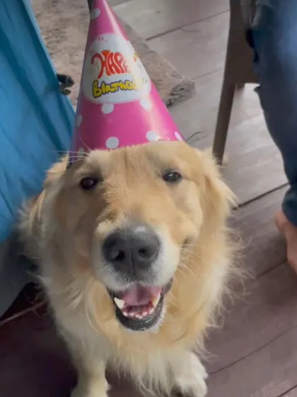 The face of pure happiness. This Golden Retriever's smile is infectious, and it's the best review we could ever ask for.