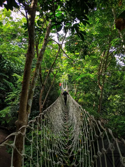 A guest carefully crosses the Burma bridge, a classic rope activity that requires focus and a steady foot. It's a thrilling part of our adventure course.