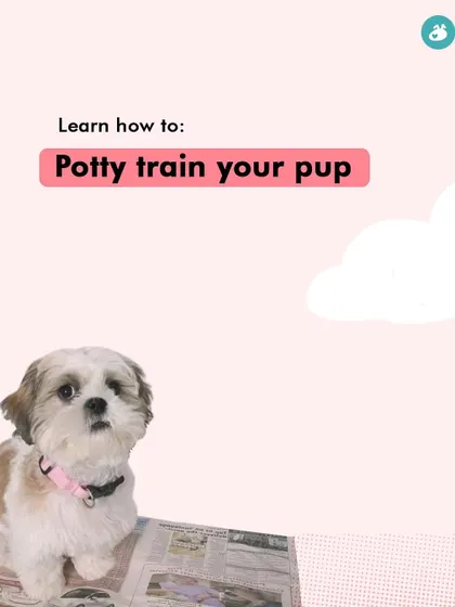 Are you struggling with common puppy problems like toilet training, biting, or socialization? My "Puppy 101" online class is designed to give you the tools and techniques to solve these issues yourself and raise a confident, happy dog.