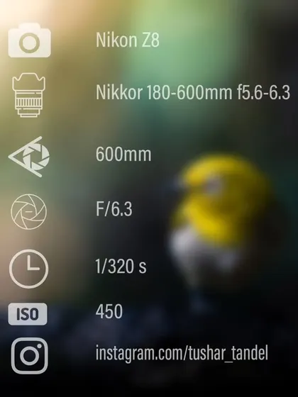 A look at the settings used to capture the tiny Indian White-eye.