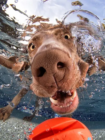 A close-up of a dog's face, with bubbles and a big red ball. We get right in the action to capture every detail of your pet's underwater adventure.