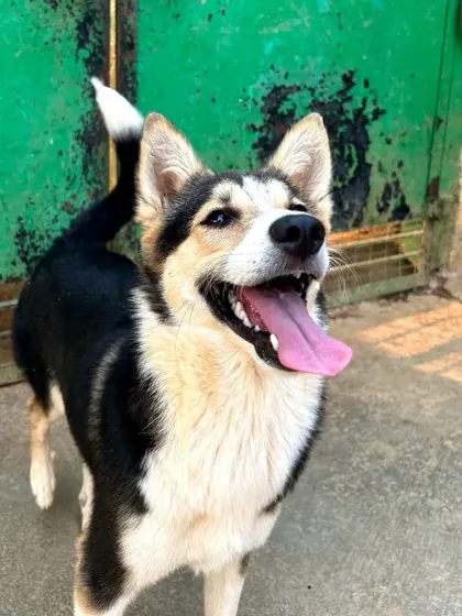 This fluffy, happy dog with a big smile is here to wish you a happy Monday and a great week ahead.