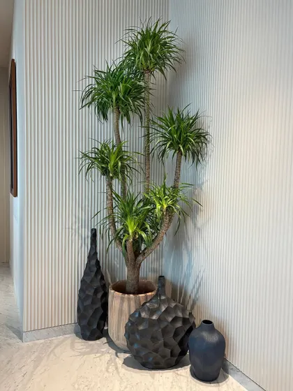 Our clients are just as obsessed with the Dracaena as we are. In this home, it doesn’t just sit in a corner, it elevates it. Paired with modern black vases, it creates a stylish and effortlessly chic vignette.