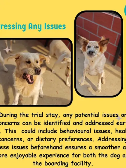 Identifying and addressing issues early is a key benefit of a trial stay. Whether it's a dietary preference, a behavioral quirk, or a health concern, knowing these things beforehand ensures a smoother, more enjoyable experience for your dog.