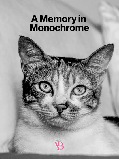 "A Memory in Monochrome." This striking black and white portrait of a cat has a timeless, classic feel.