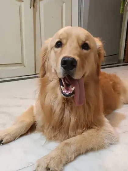 We can never get enough of Fluke's happy face. He brings so much joy and positive energy into our home whenever he stays.