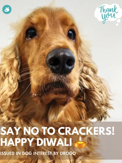 Our official Diwali message, issued in "dog interest" by our mascot Drogo: Say no to crackers and have a happy, safe Diwali.