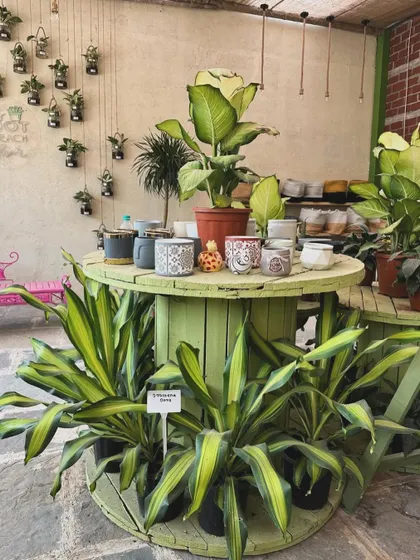 Our green spool table is always stocked with a rotating collection of stylish ceramic planters and happy plants. It's a great spot to find your next perfect pairing.