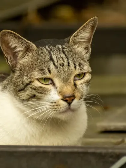 A classic, regal portrait of the neighborhood tabby cat.