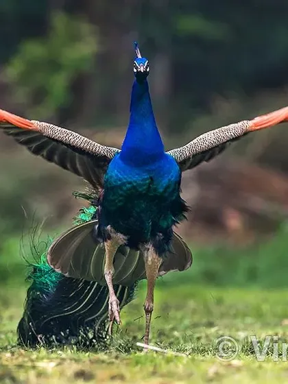 After more than a decade of photographing peacocks, a moment like this is a rare blessing. The sheer power and grace in this display, captured in the heart of Delhi, shows that you do not always need to travel far to witness nature's drama. It is about patience and knowing where to look.