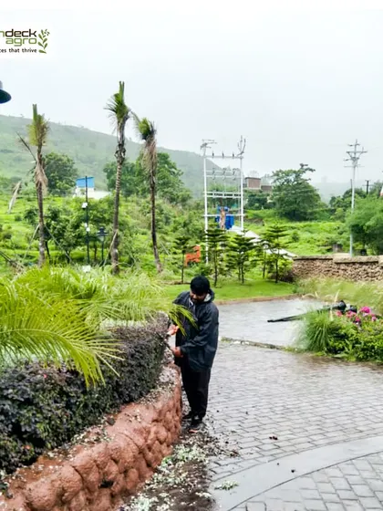 Pruning and shaping hedges and plants is a year round job. Our mali is seen here working in the rain to keep the landscape at a Pinnacle Group site looking its best.