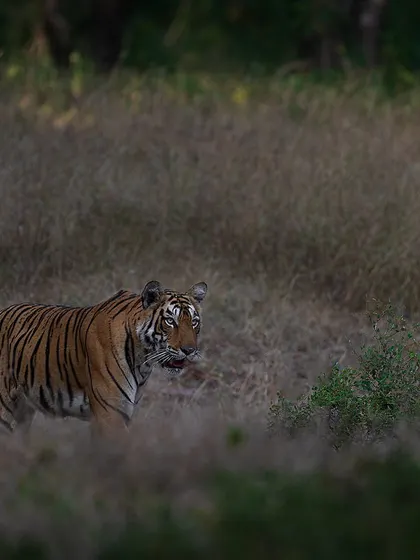 A tiger giving a backward glance before disappearing into the grasslands. These fleeting moments often make for the most compelling photographs.