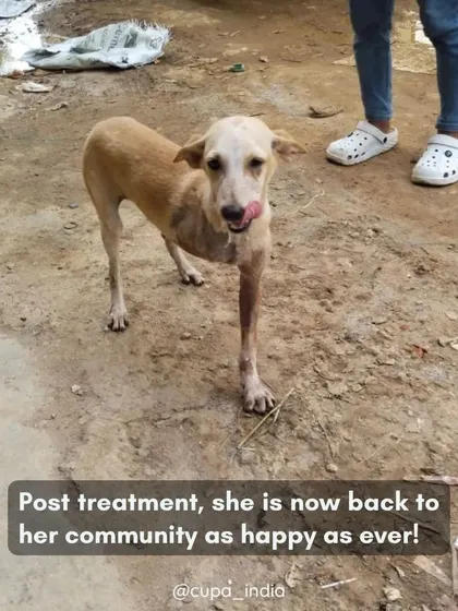 Post-treatment, Uma is back in her community, happy and active. She adapted quickly to life on three legs after our vets performed an amputation to save her from infection.