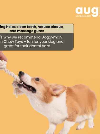 Did you know that chewing helps clean teeth, reduce plaque, and massage gums? That's why I recommend fun and safe dental toys like these Doggyman Cotton Chew Toys.