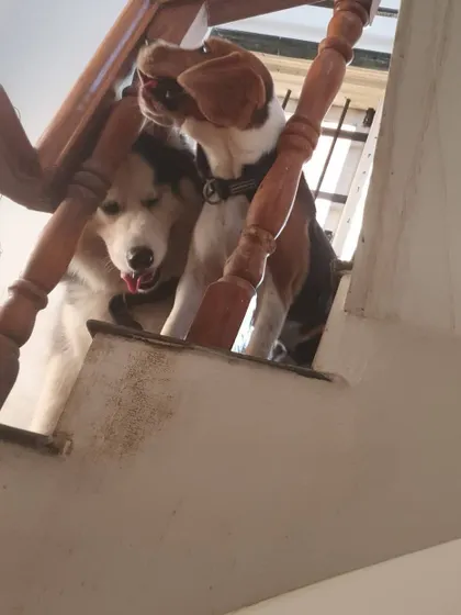 A Husky and a beagle peeking down from the stairs. They have the choice to join the action downstairs or hang out and play together. Here, they decided playing 'catch my ears' was more fun.