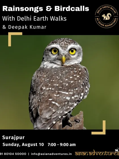 The Spotted Owlet, a nocturnal bird that can often be spotted during the day. This poster for our Surajpur walk highlights the chance to see owls and other unique species with our expert guides.