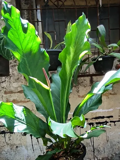 Pretty things are hard to come by. This beautiful Anthurium with its ruffled leaves is a unique specimen we're excited to offer.