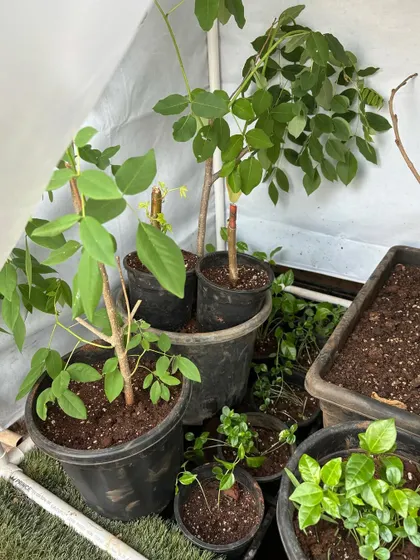 A view inside my small balcony greenhouse, where I nurture young saplings like passion fruit and moringa grown from cuttings and seeds.
