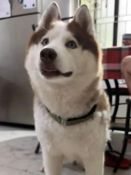 That alert and curious look from Caesar the Husky is just priceless. He is always engaged and interested in everything happening around him.