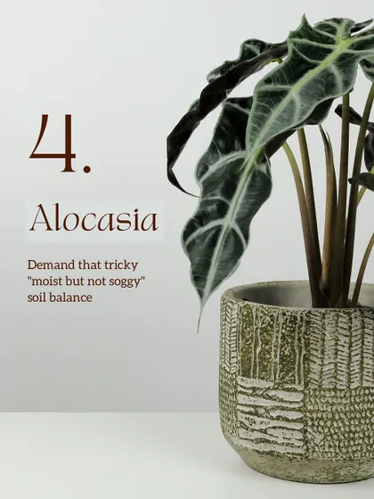 Plant #4, the Alocasia, demands a tricky "moist but not soggy" soil balance. Our erratic weather makes this a challenge, but the self-regulating water cycle inside a terrarium provides the perfect environment for these dramatic plants.
