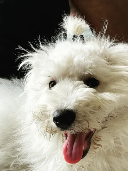 This fluffy little baby is Snowy. He was so happy and playful during his stay. We love capturing these joyful moments.