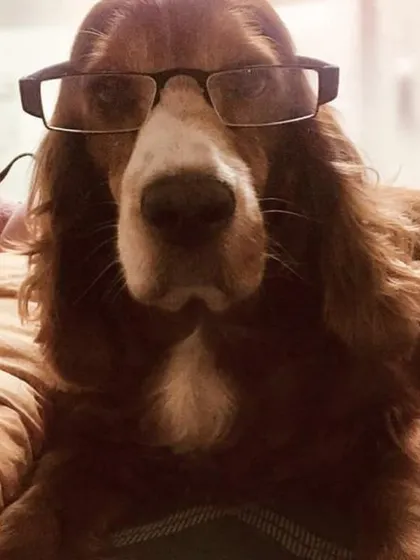 And here is the distinguished gentleman Roober today, looking very wise in his glasses! He's still just as cute, but now he's a handsome and cherished regular.