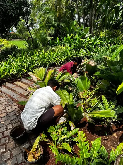 Meanwhile in Alibaug, the landscaping takes shape. This image captures the meticulous process of planting and arranging foliage, showcasing the hands-on work that goes into creating a vibrant and thriving garden.