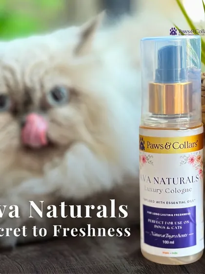 A repeat of image 46, this shot reinforces the "Secret to Freshness" message with a beautiful cat and our signature cologne.