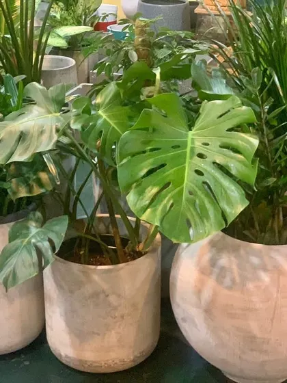 A selection of popular indoor plants like Monstera and Dracaena in modern pots, ready for an office or home interior.