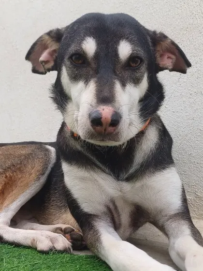 A handsome Indie mix with Husky like markings, resting calmly. These dogs are a perfect example of the unique and beautiful looks you can find in our local breeds.