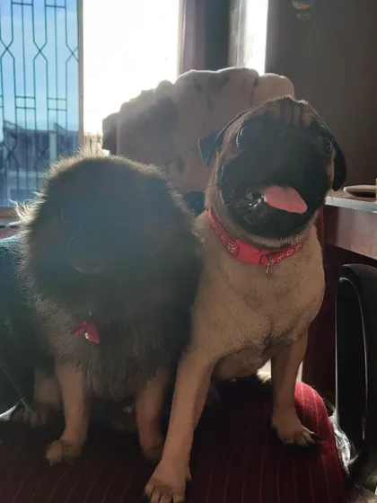 Our own Pomeranian, Perri, sitting with a Pug friend. He is the official host and loves welcoming new dogs into our home.