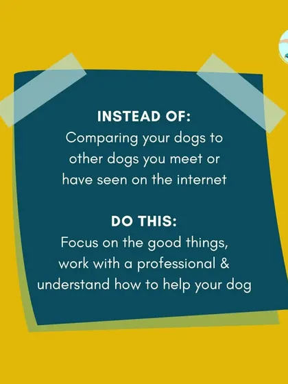 Instead of comparing your dog to others, I encourage you to focus on their good qualities and work with a professional to understand how to help them. Every dog is an individual, and our training should reflect that.