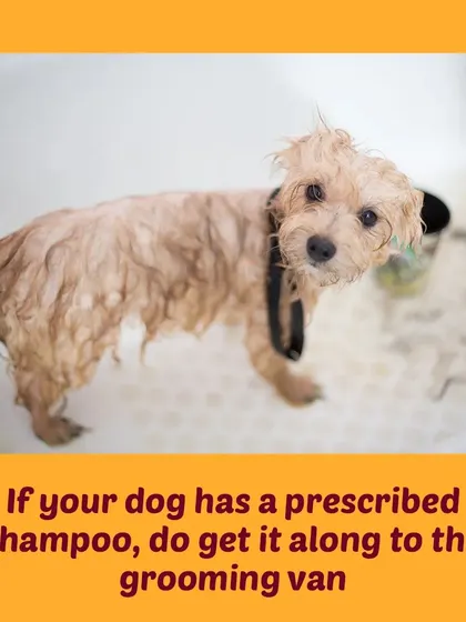 Tip 5: If your vet has prescribed a specific medicated shampoo for your dog, please have it ready for us to use during their bath.