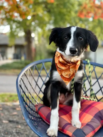 Kennidi is a mini Aussie mix who recently finished training and is looking for her forever family. She's a sweet girl who deserves a loving home.