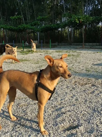 An alert Indie dog surveys the park while other dogs play in the background. Our facility offers plenty of space for both active play and quiet observation.