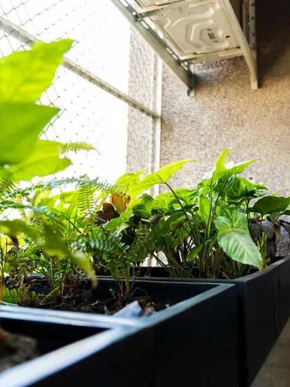 A mix of Syngonium, Ferns, and Dieffenbachia in a custom planter box. This combination of shade-loving plants is perfect for office window ledges that don't receive direct sunlight.