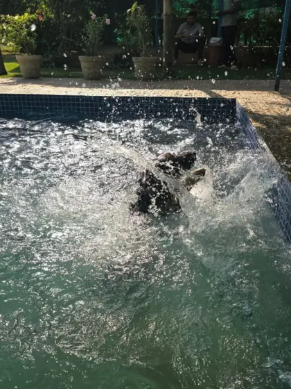 A big splash signals big fun. This action shot captures the energy and excitement of a dog jumping into the pool, ready for an adventure.