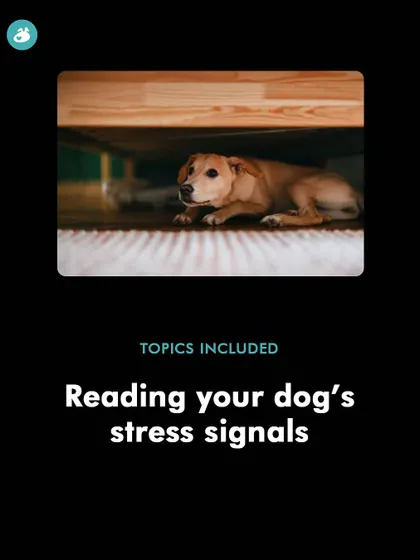 Can you tell when your dog is feeling stressed? Learning to read your dog's subtle stress signals is a critical skill for any pet parent. In my anxiety workshops, I teach you how to spot these signs, like lip licking or whale eye, so you can intervene early.