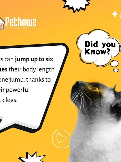 This fascinating fact highlights the incredible agility of cats. Thanks to their powerful back legs, they can jump up to six times their own body length in a single leap.