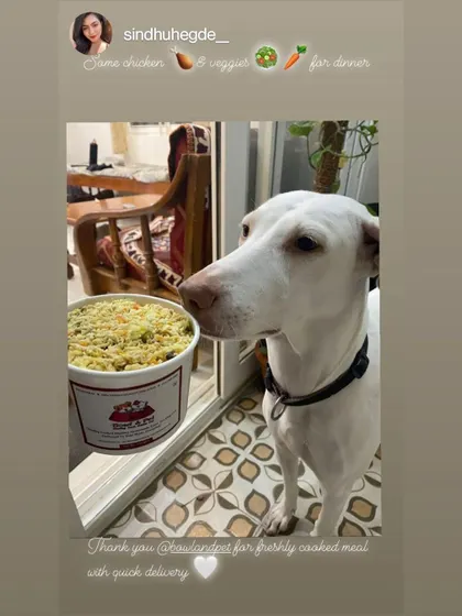 A close-up of Siri patiently waiting for her dinner of chicken and veggies. We focus on quick delivery to ensure every meal is fresh and tasty.